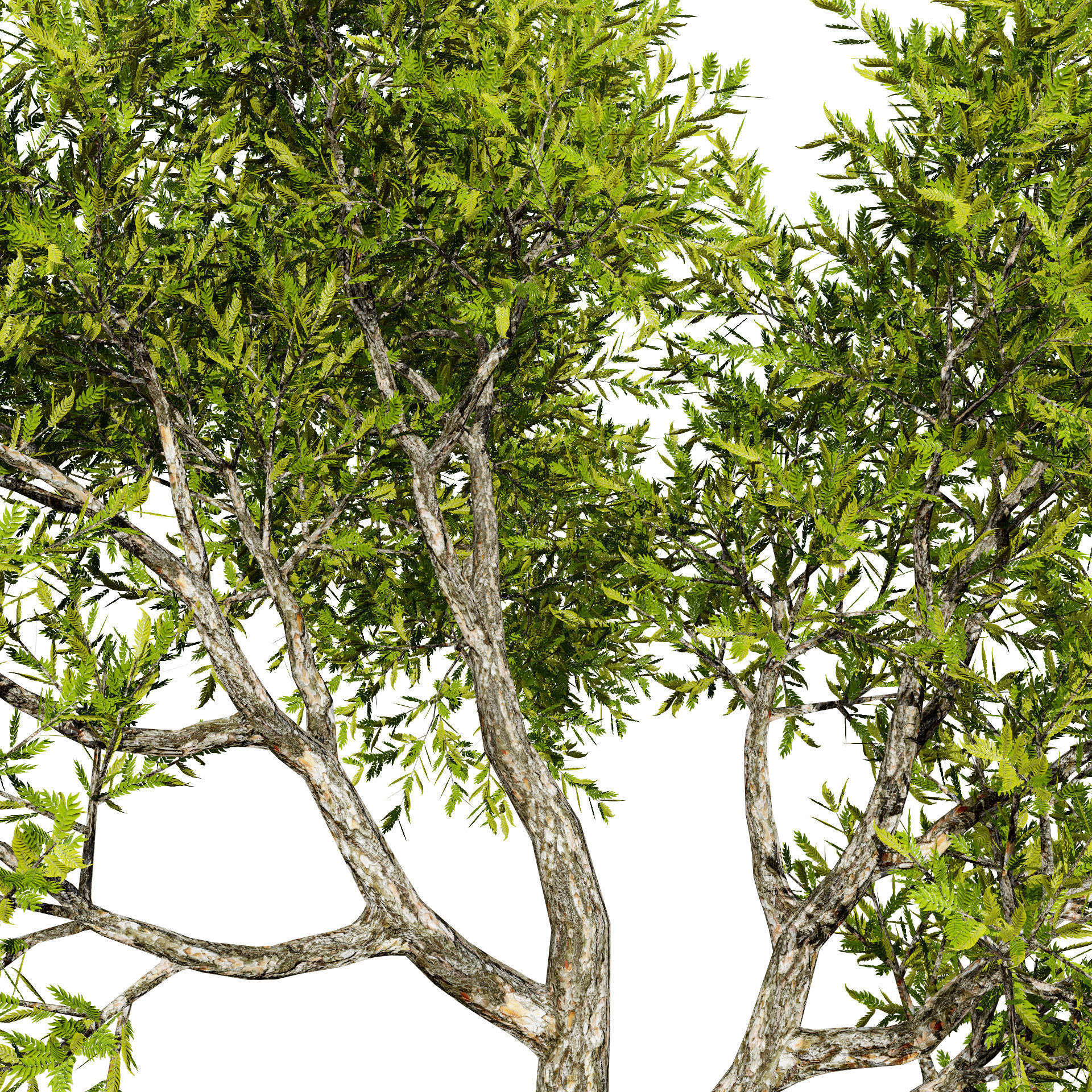 Neem Trees 3D Model Low-poly 3D model_1