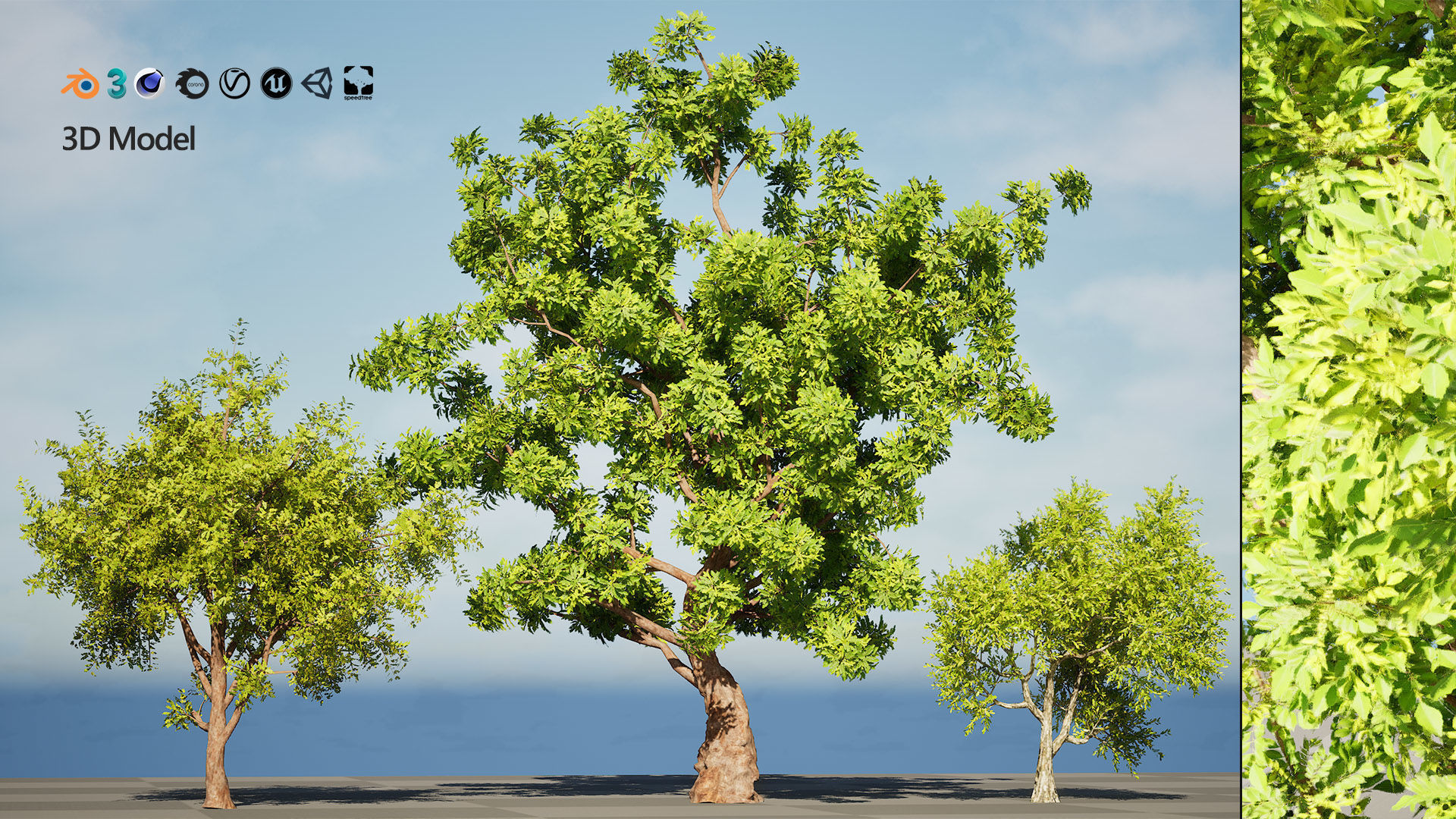 Neem Trees 3D Model Low-poly 3D model_2