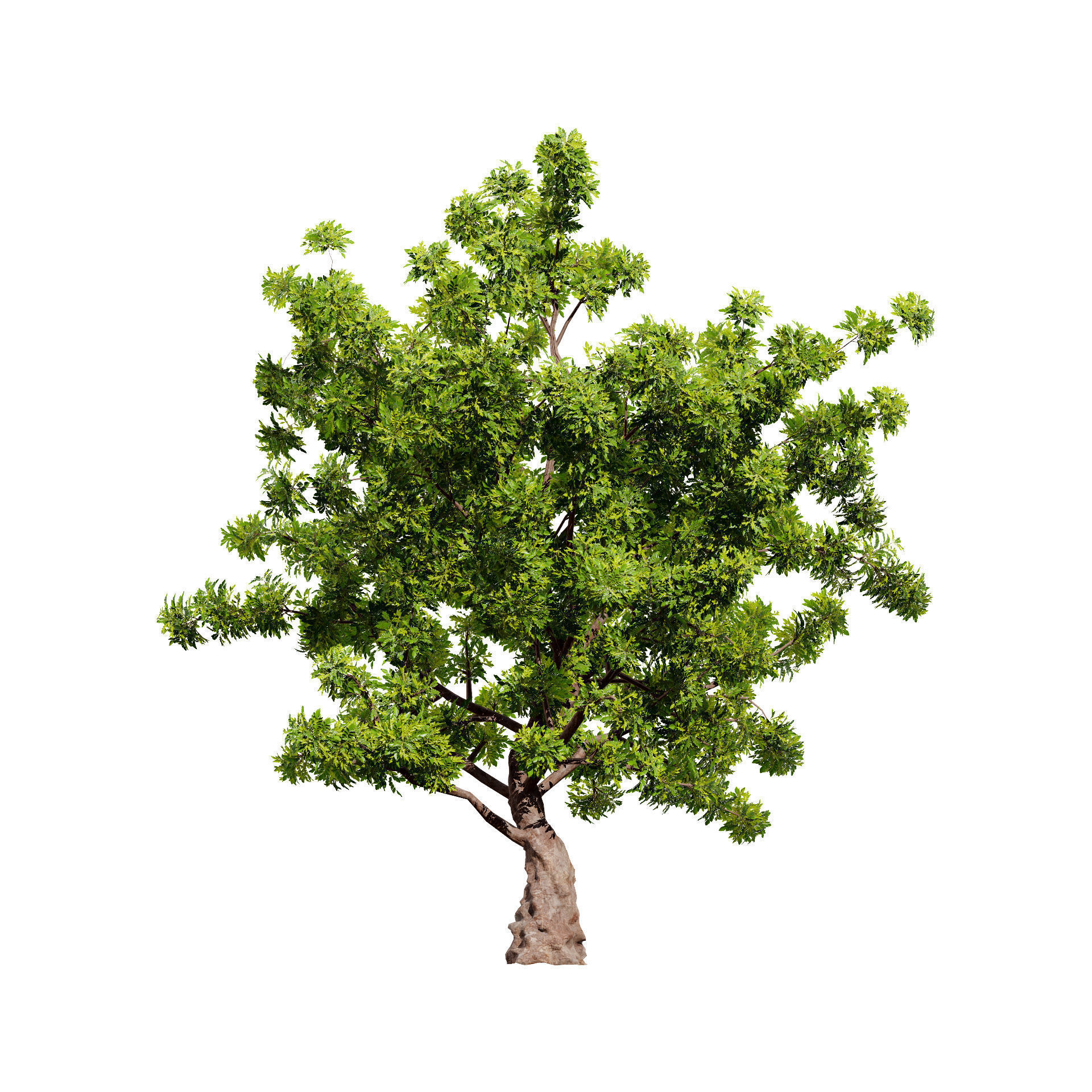 Neem Trees 3D Model Low-poly 3D model_7