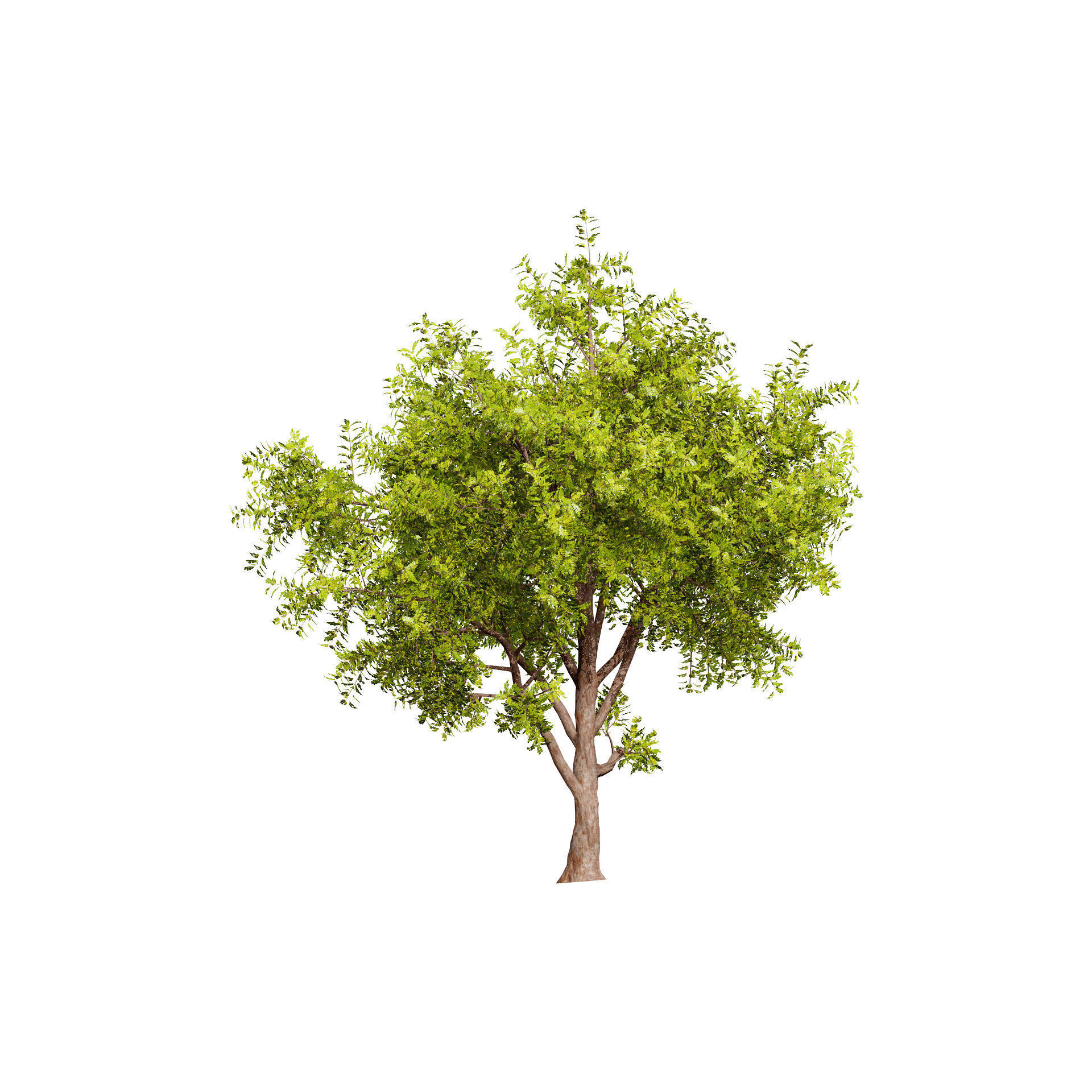 Neem Trees 3D Model Low-poly 3D model_4