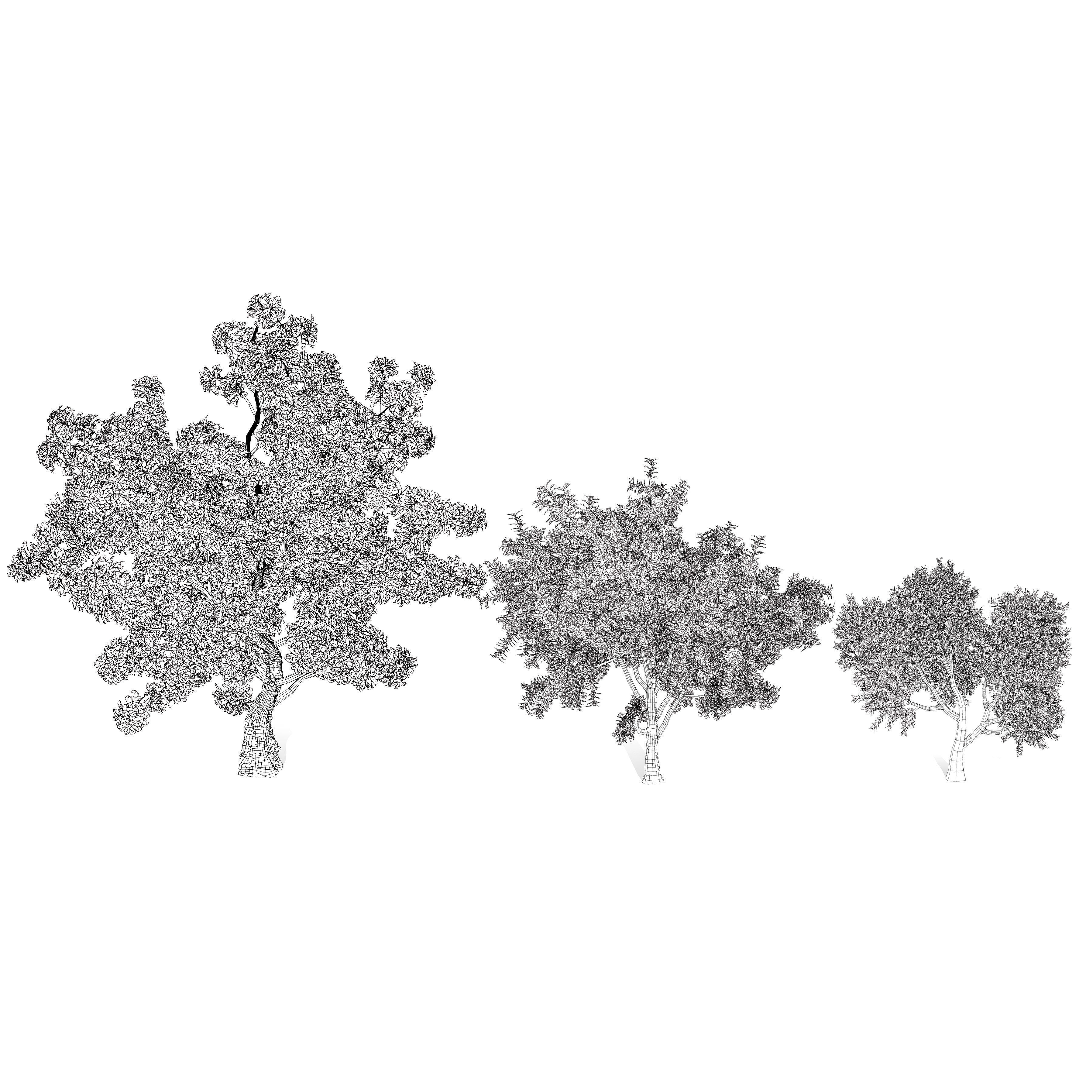 Neem Trees 3D Model Low-poly 3D model_8