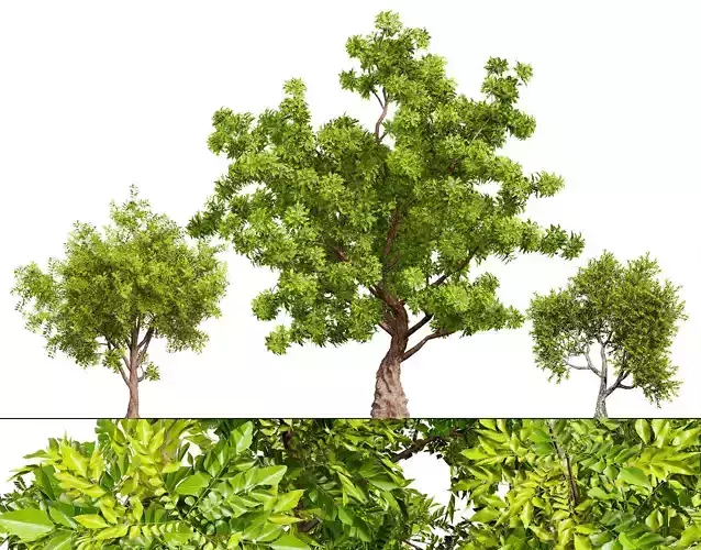 Neem Trees 3D Model Low-poly 3D model