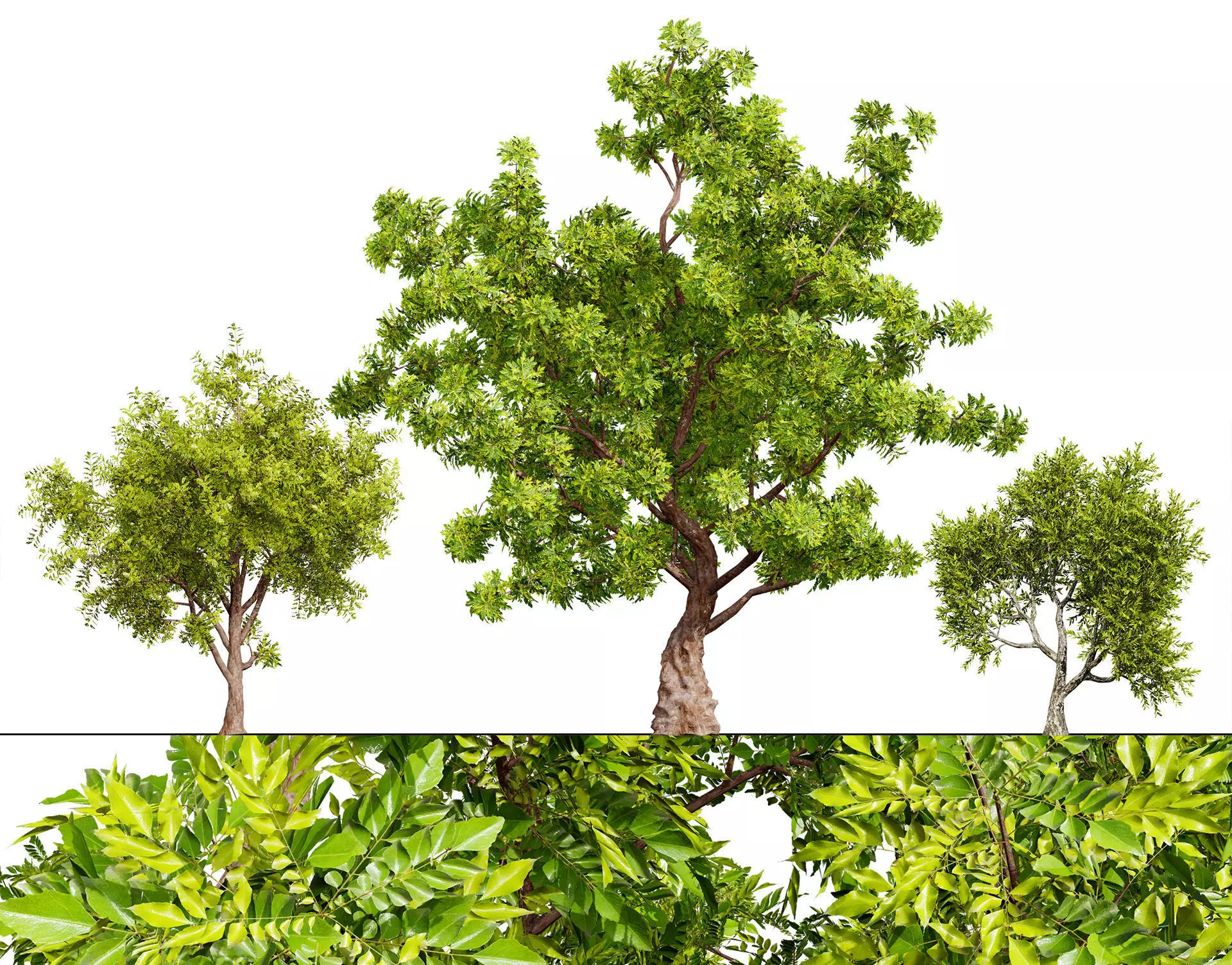 Neem Trees 3D Model Low-poly 3D model_0