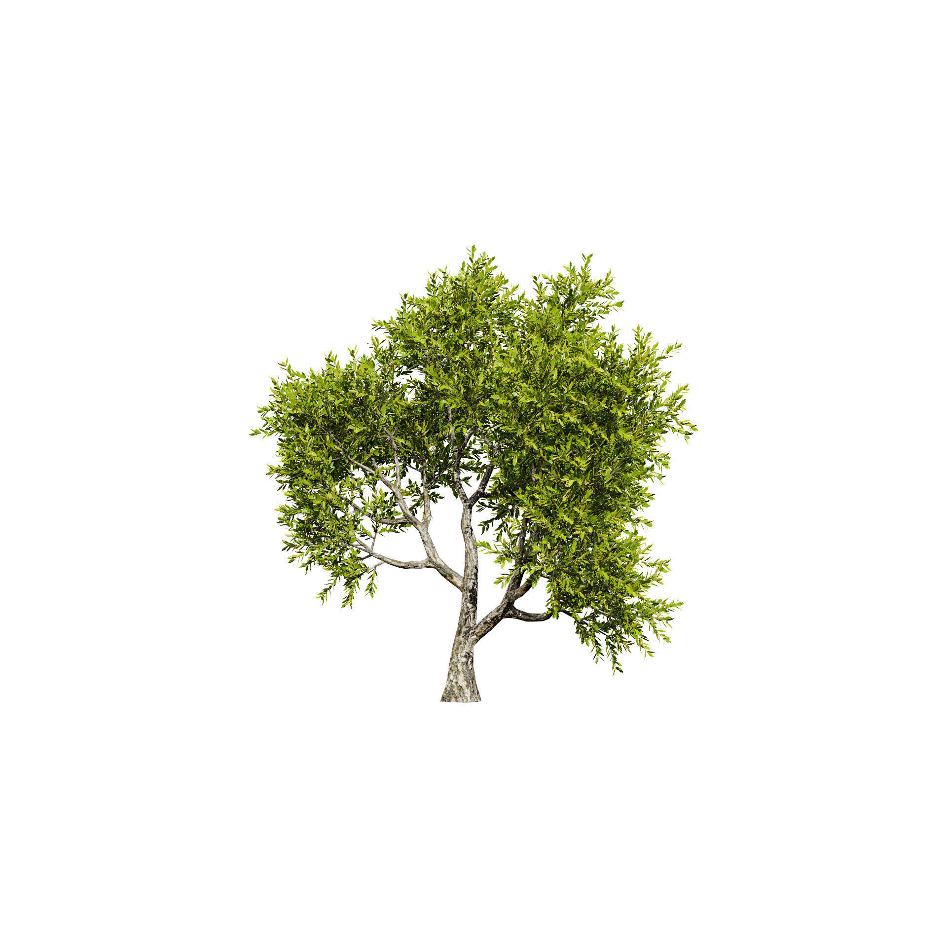Neem Trees 3D Model Low-poly 3D model_5