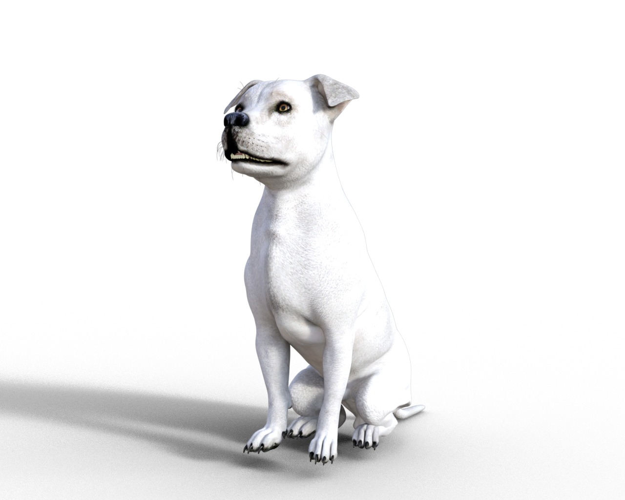 American Pitbull Dog Rigged Animated Low-poly 3D model_7