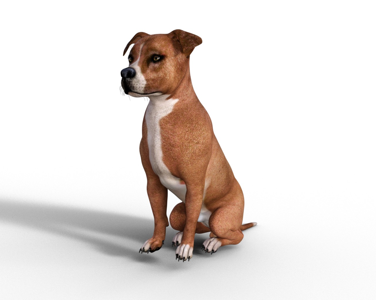 American Pitbull Dog Rigged Animated Low-poly 3D model_19