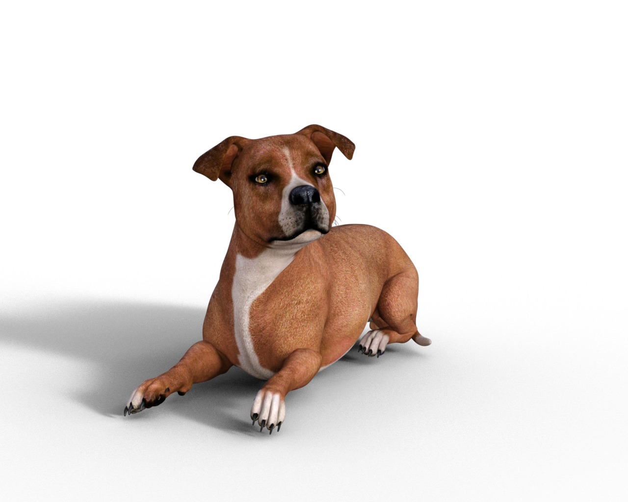American Pitbull Dog Rigged Animated Low-poly 3D model_18