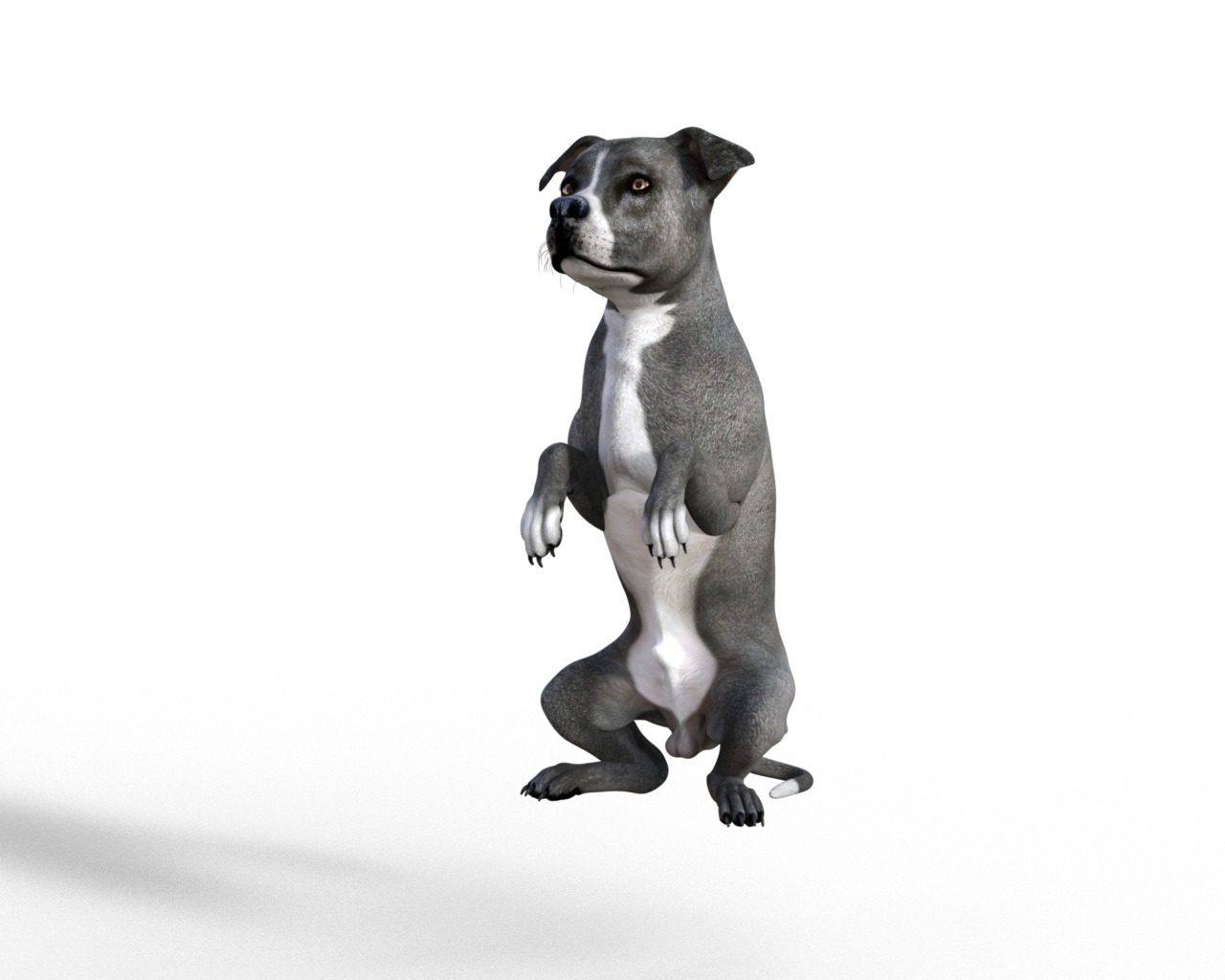 American Pitbull Dog Rigged Animated Low-poly 3D model_33
