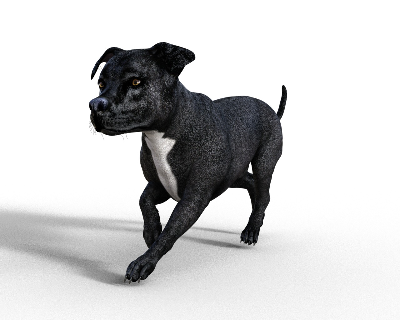 American Pitbull Dog Rigged Animated Low-poly 3D model_9