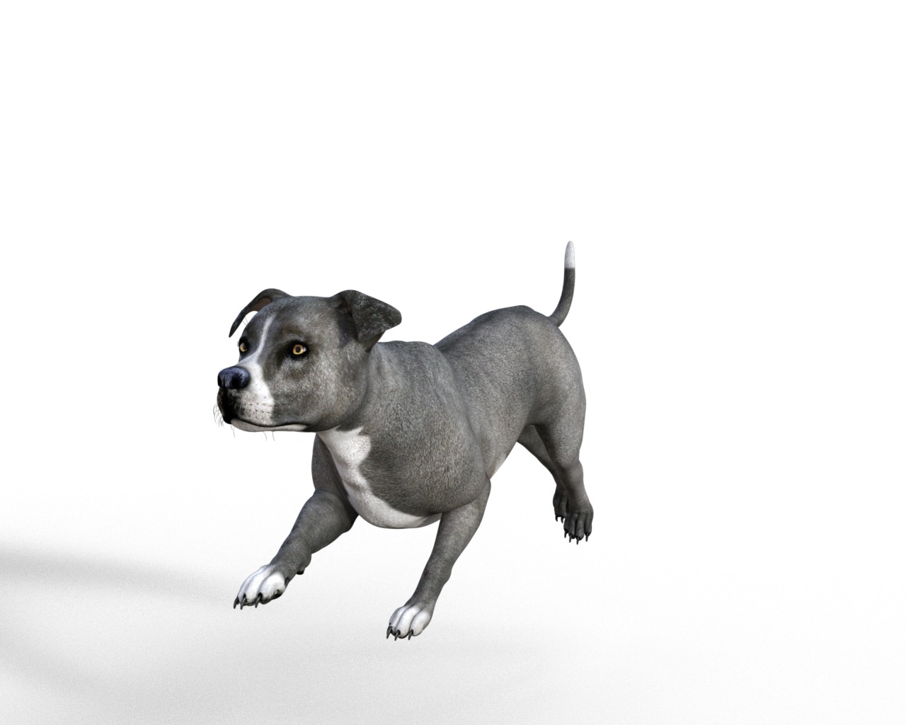American Pitbull Dog Rigged Animated Low-poly 3D model_29