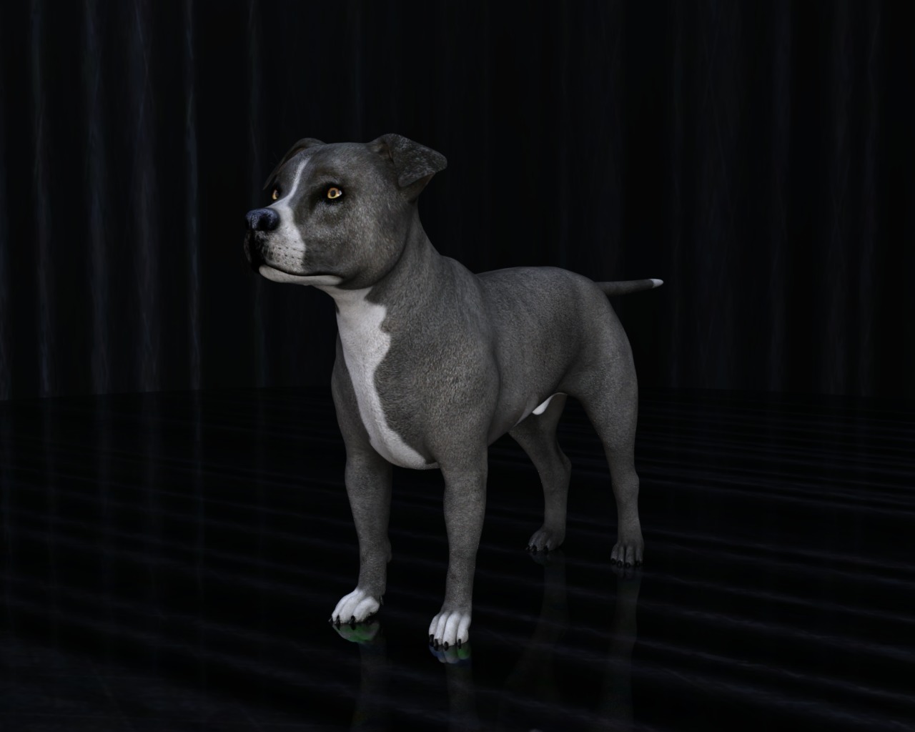 American Pitbull Dog Rigged Animated Low-poly 3D model_34