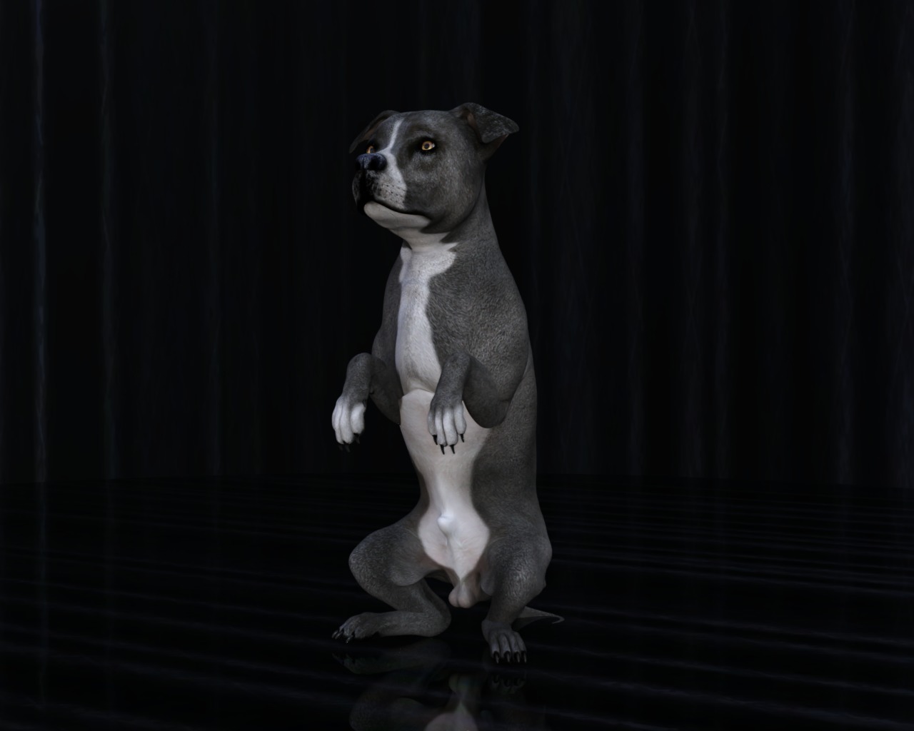 American Pitbull Dog Rigged Animated Low-poly 3D model_30