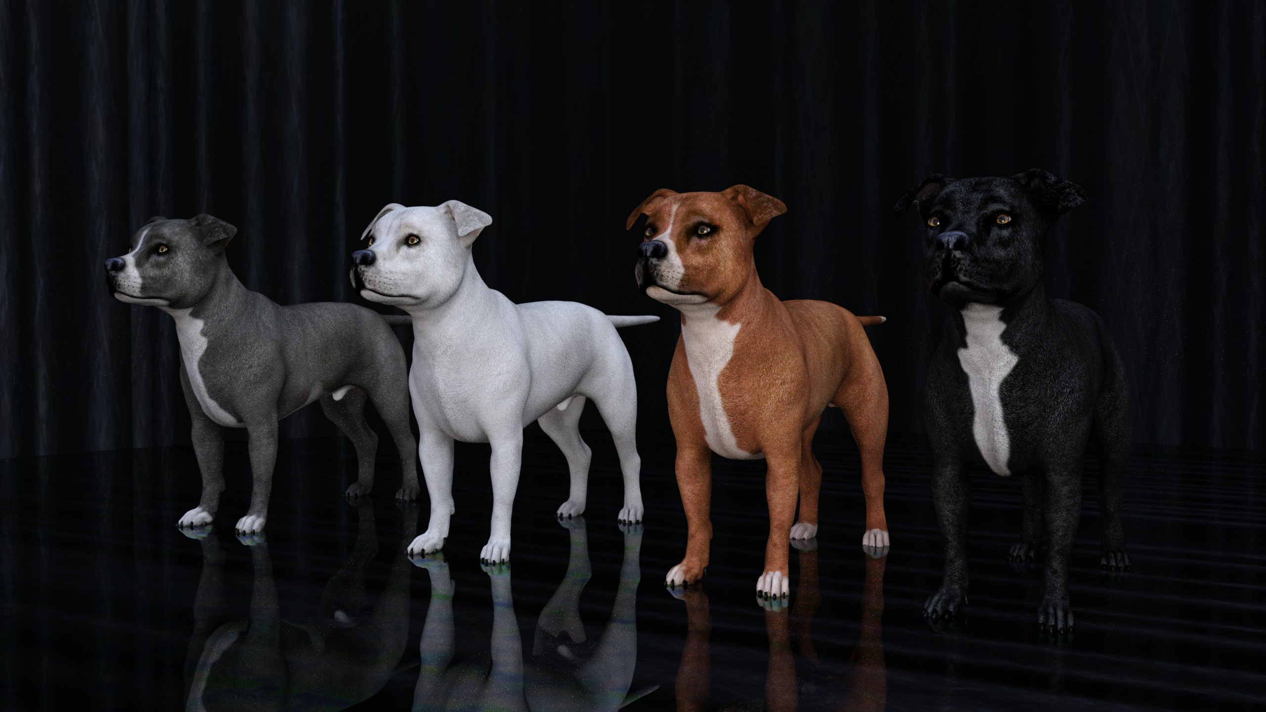 American Pitbull Dog Rigged Animated Low-poly 3D model_36