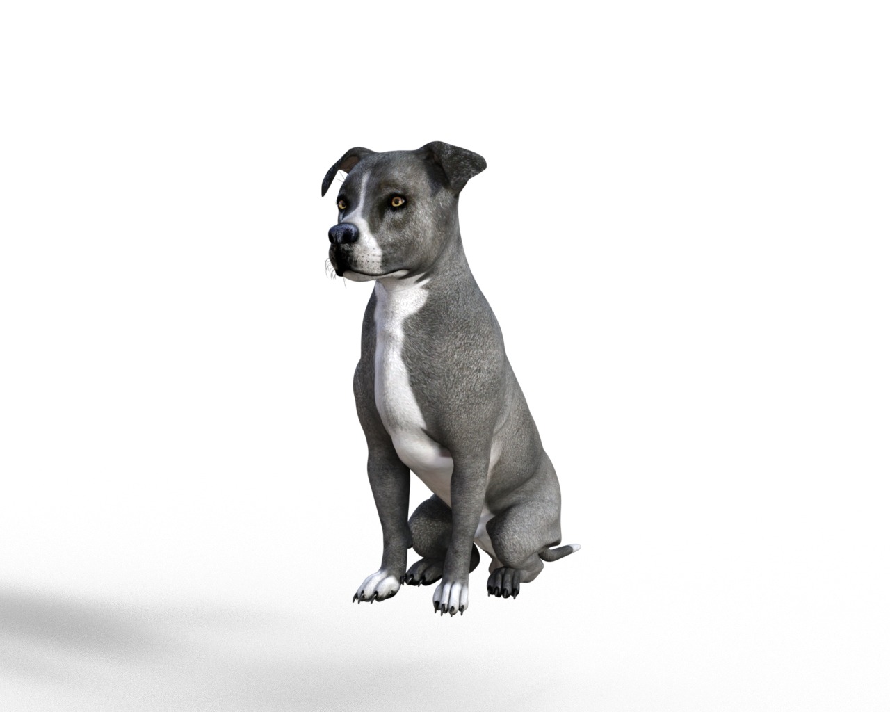 American Pitbull Dog Rigged Animated Low-poly 3D model_32