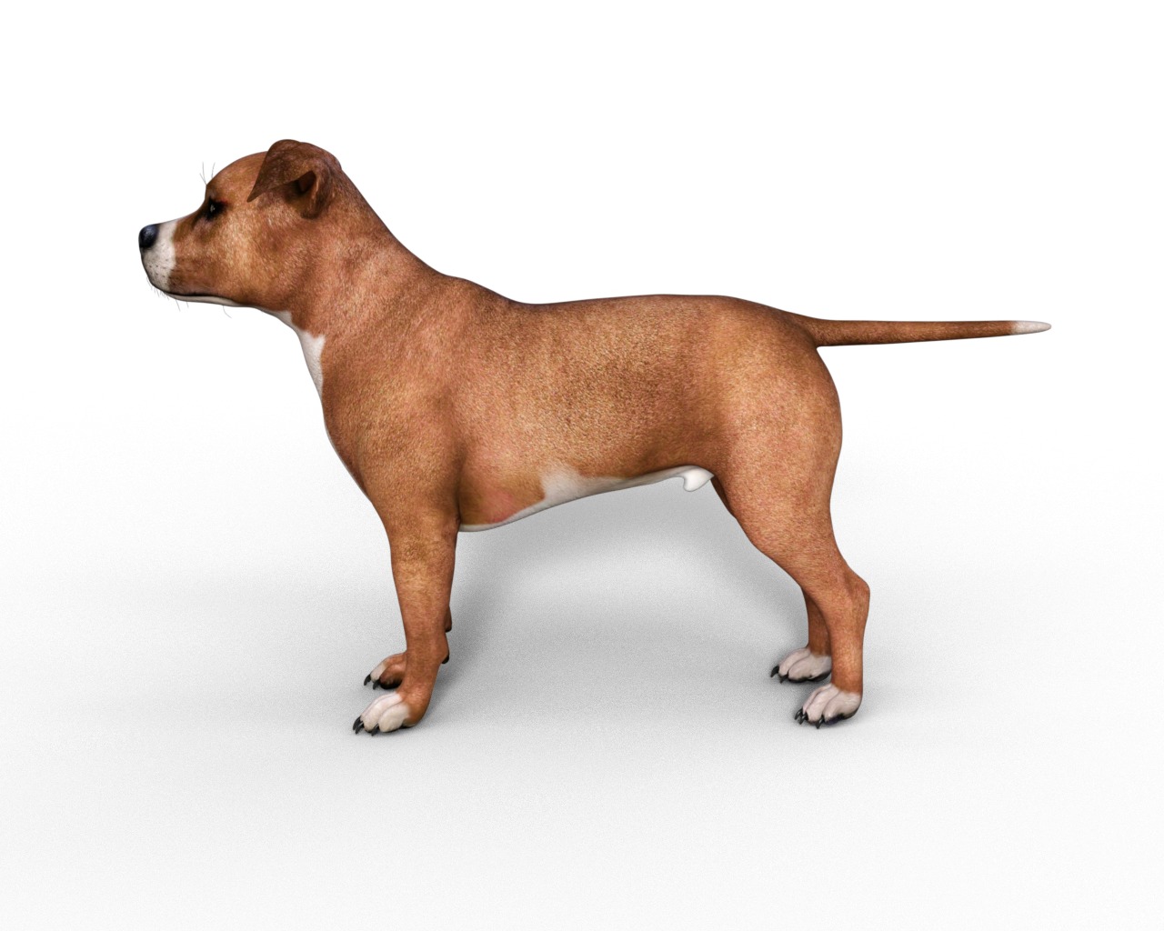 American Pitbull Dog Rigged Animated Low-poly 3D model_15