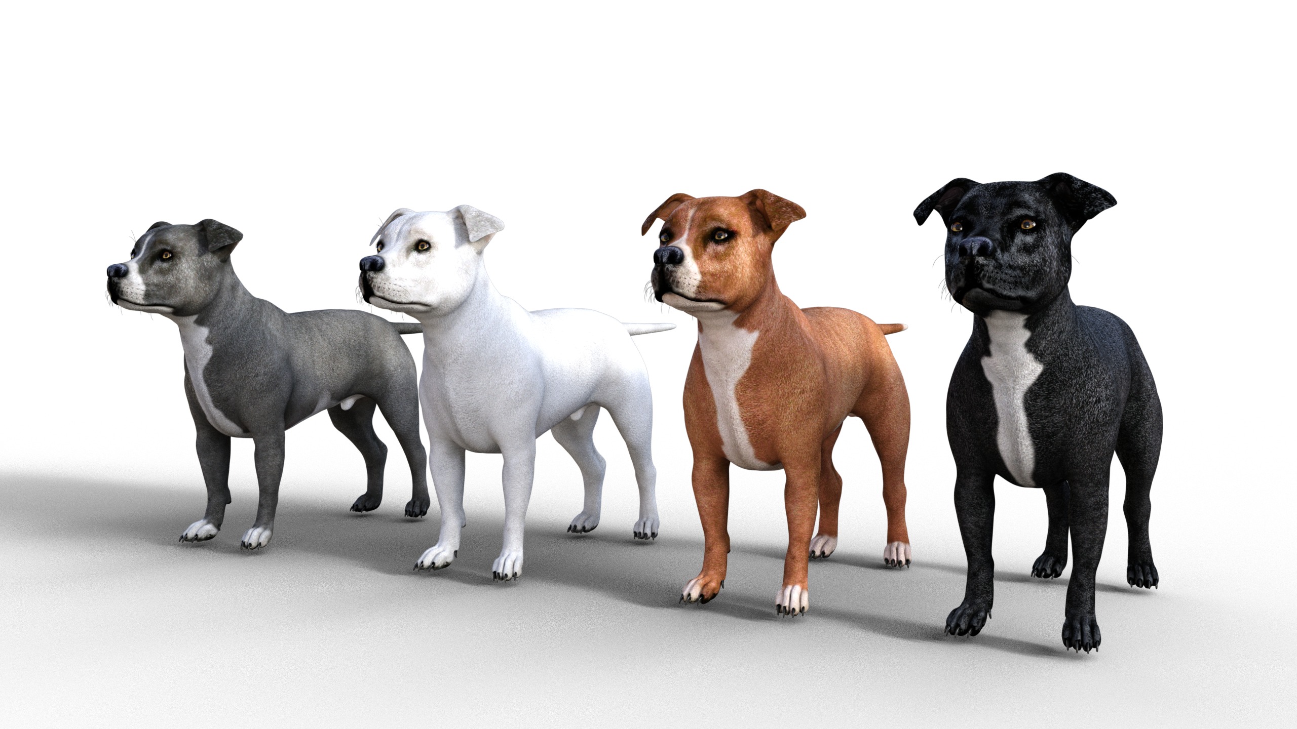 American Pitbull Dog Rigged Animated Low-poly 3D model_4