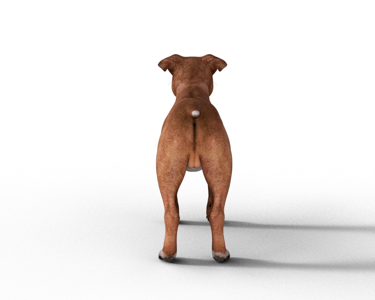 American Pitbull Dog Rigged Animated Low-poly 3D model_17