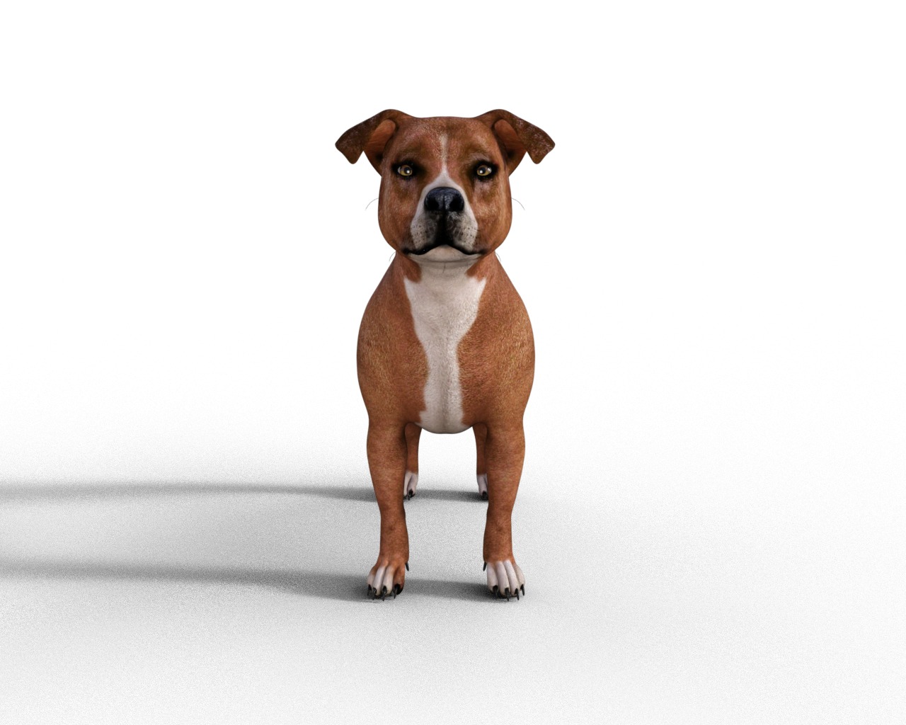 American Pitbull Dog Rigged Animated Low-poly 3D model_14