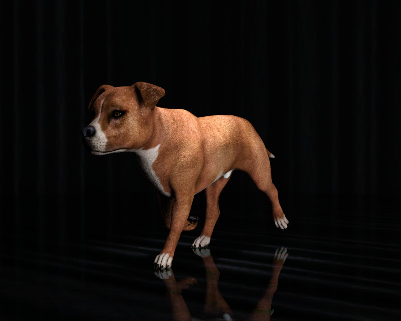 American Pitbull Dog Rigged Animated Low-poly 3D model_13
