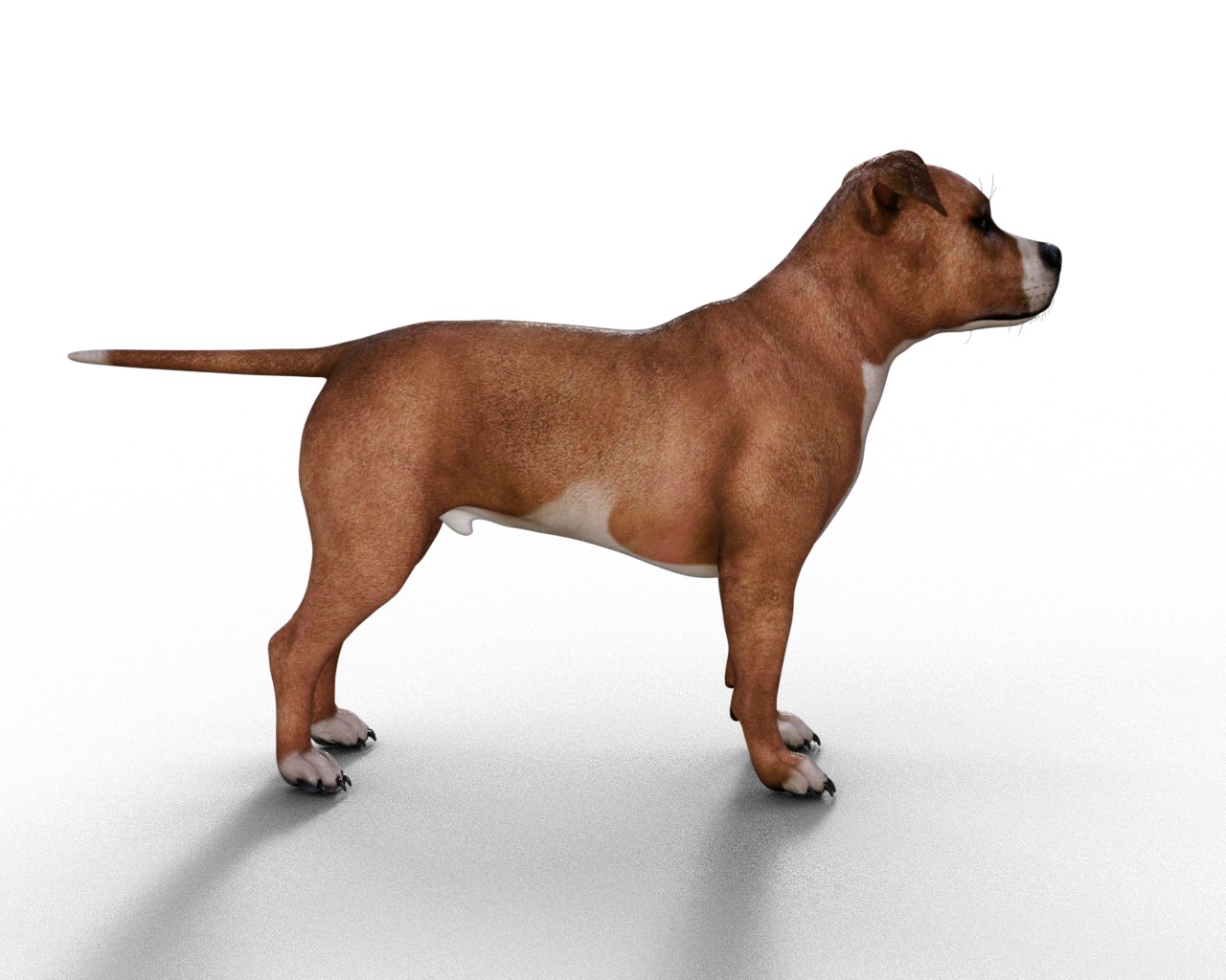 American Pitbull Dog Rigged Animated Low-poly 3D model_16