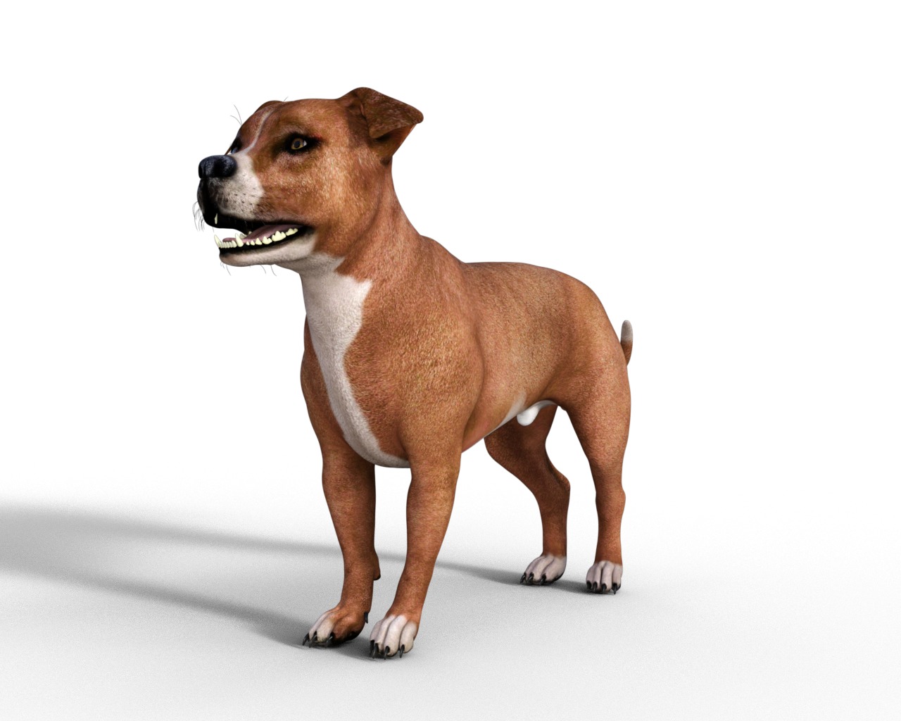 American Pitbull Dog Rigged Animated Low-poly 3D model_21