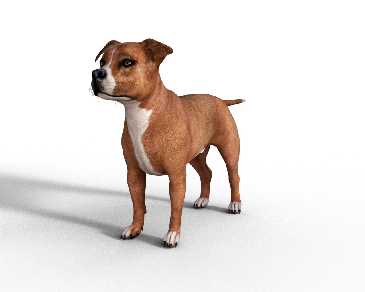 American Pitbull Dog Rigged Animated Low-poly 3D model_6