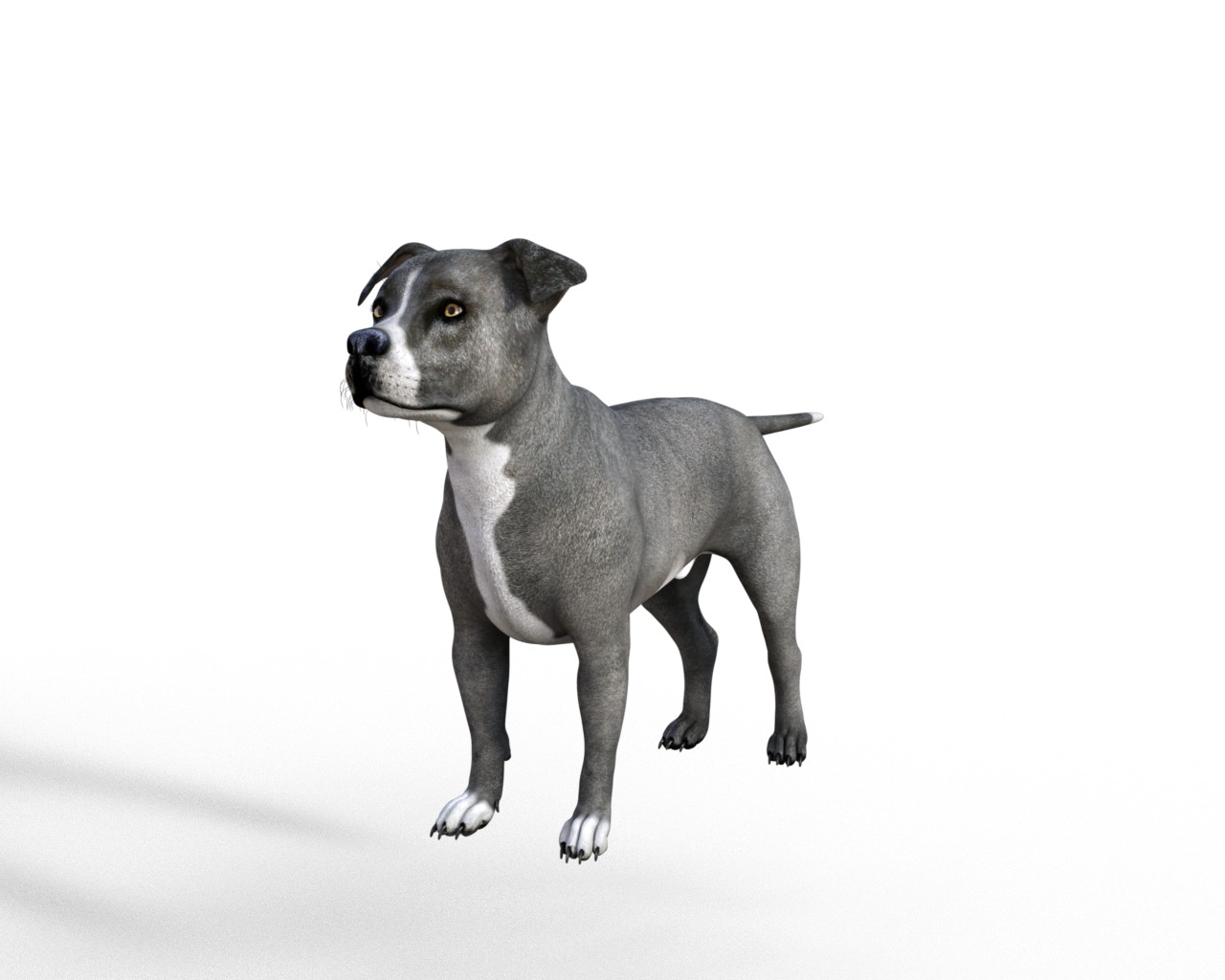 American Pitbull Dog Rigged Animated Low-poly 3D model_8