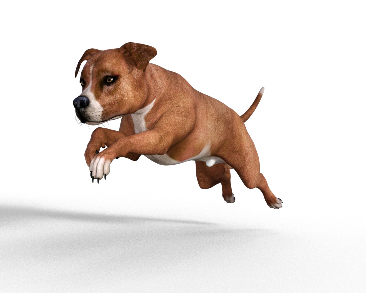 American Pitbull Dog Rigged Animated Low-poly 3D model_20