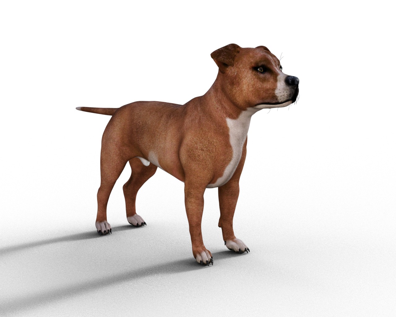 American Pitbull Dog Rigged Animated Low-poly 3D model_12