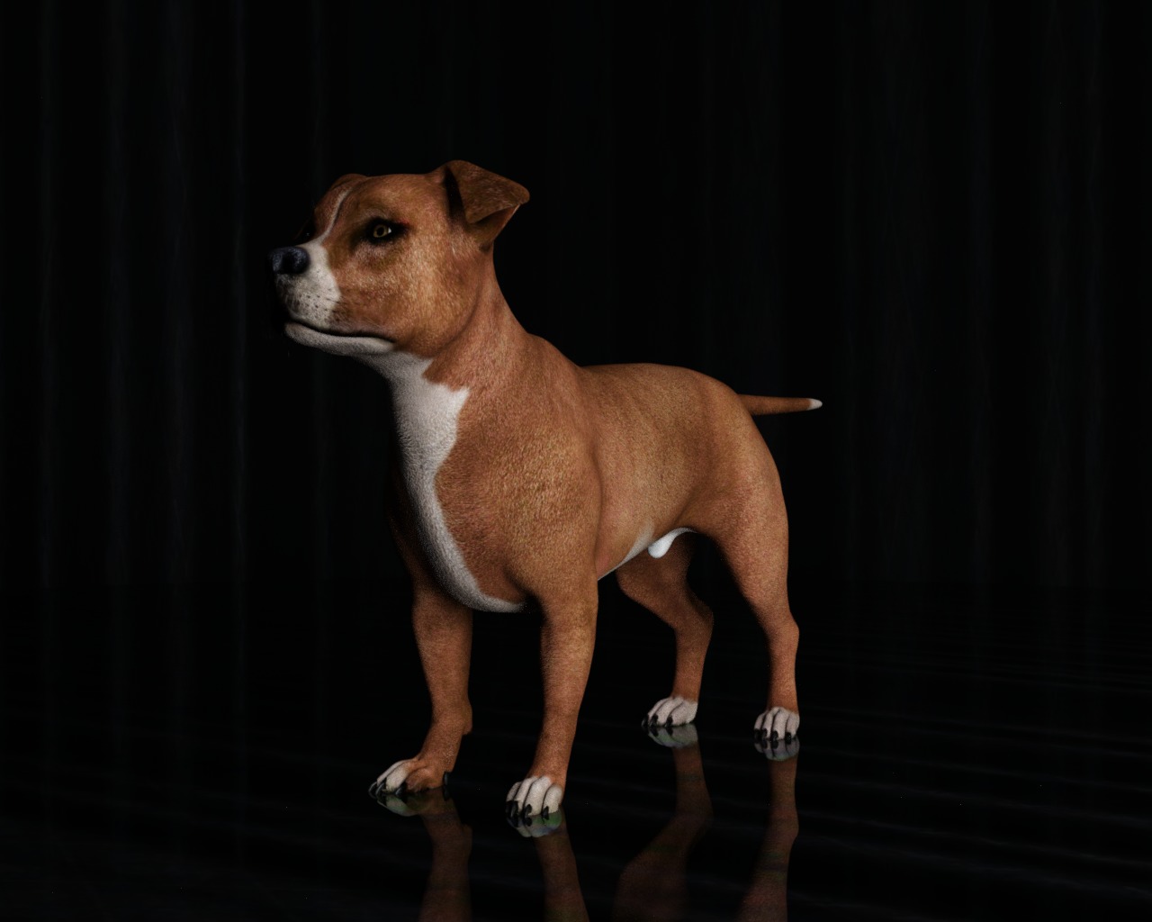 American Pitbull Dog Rigged Animated Low-poly 3D model_10