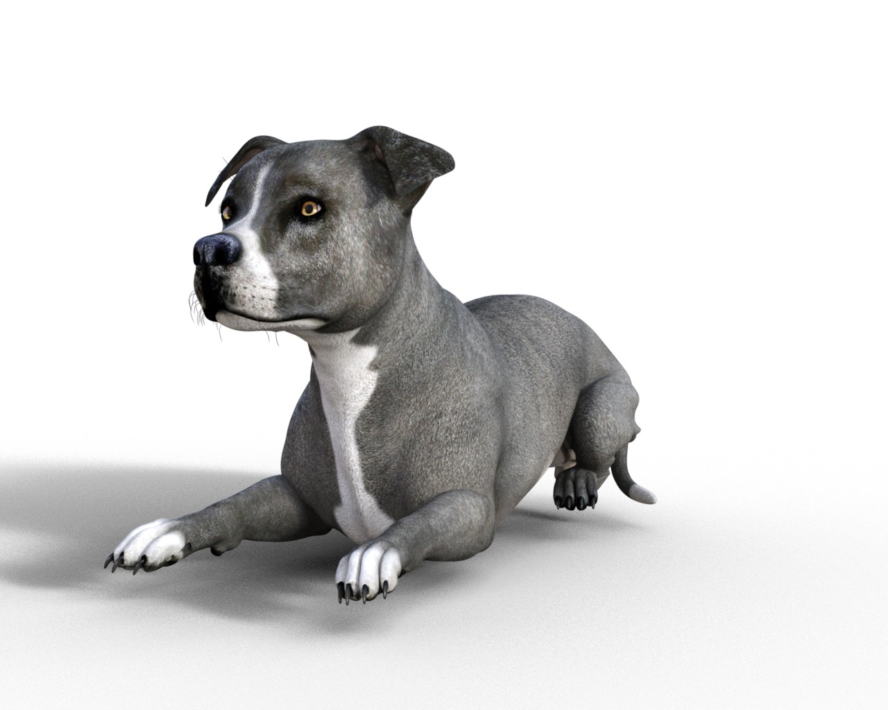 American Pitbull Dog Rigged Animated Low-poly 3D model_35