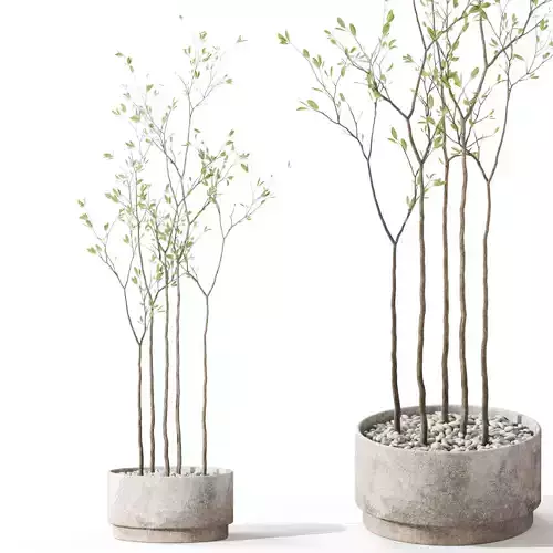 Plants collection 1114 3D model