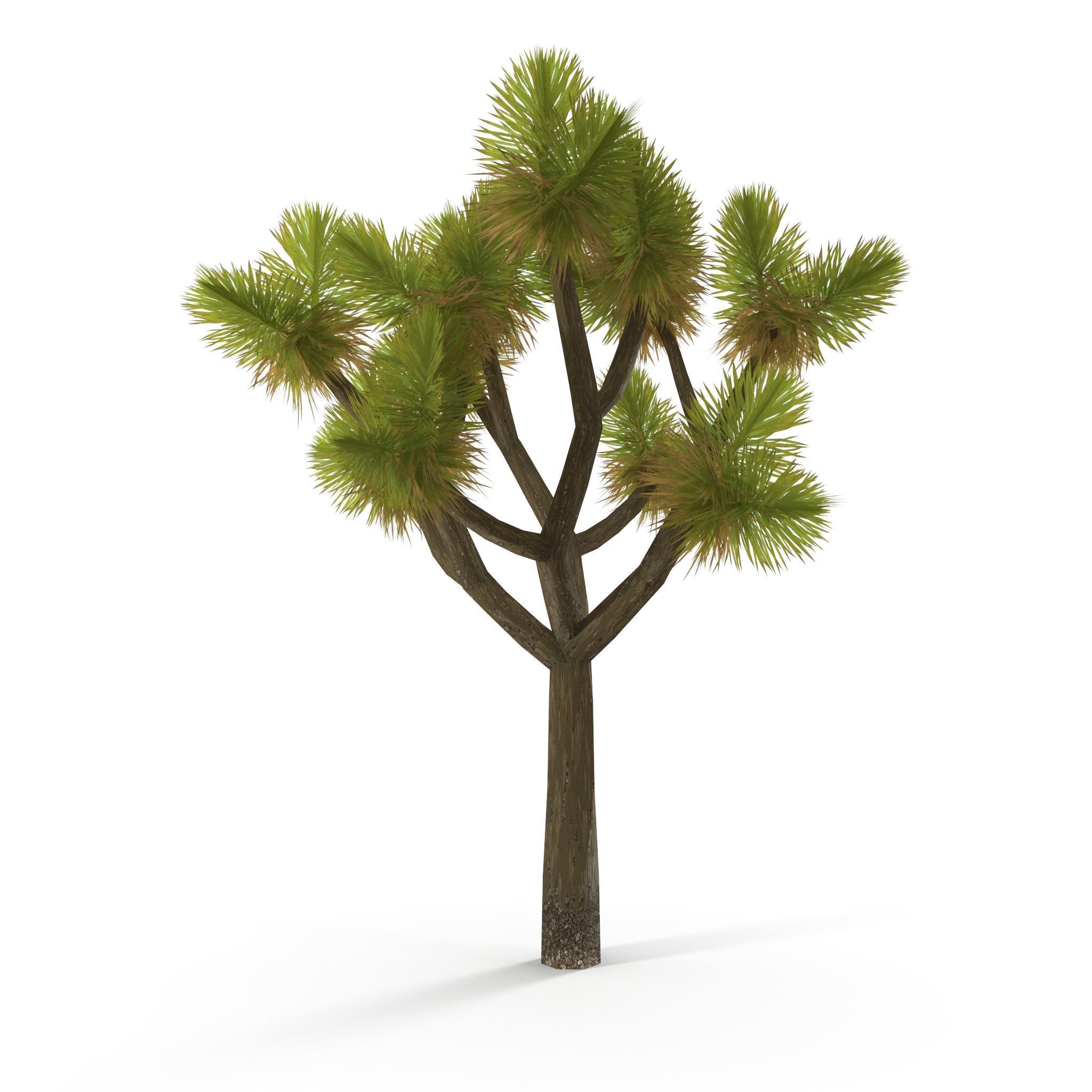 Joshua Tree Low Poly Low-poly 3D model_10