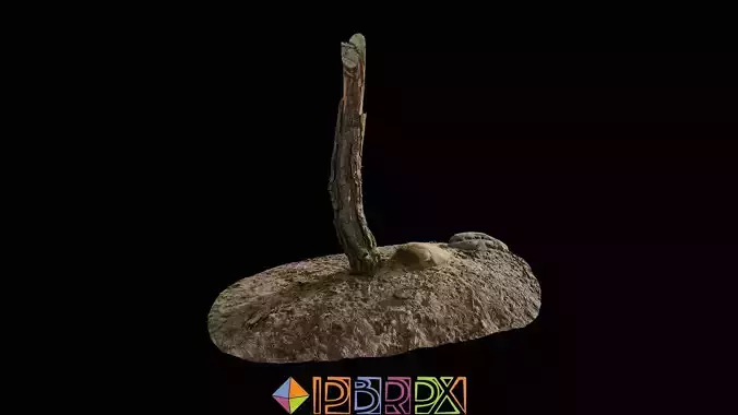 pbrpx Quercus acuta Stump 01