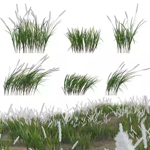 Imperata cylindrica - Cogongrass