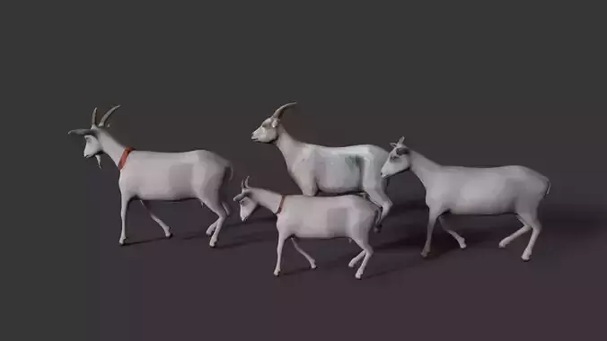 sheep