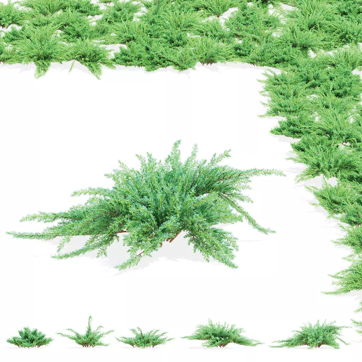 Juniperus squamata bushes 3D model_0
