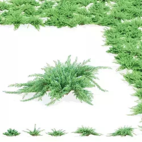 Juniperus squamata bushes