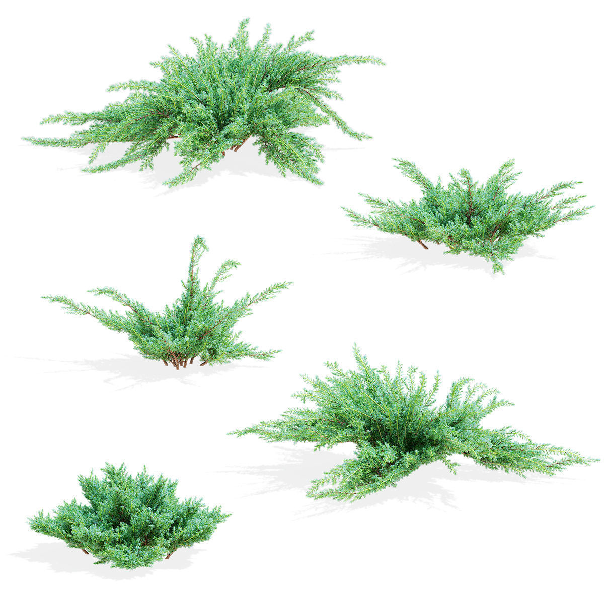 Juniperus squamata bushes 3D model_1