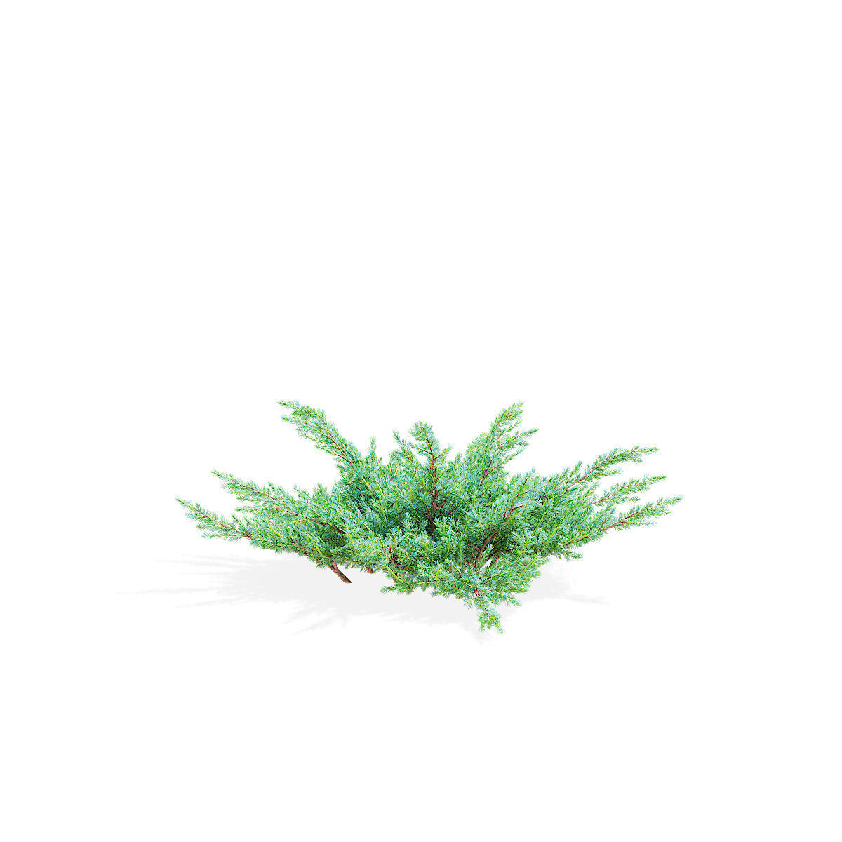Juniperus squamata bushes 3D model_4