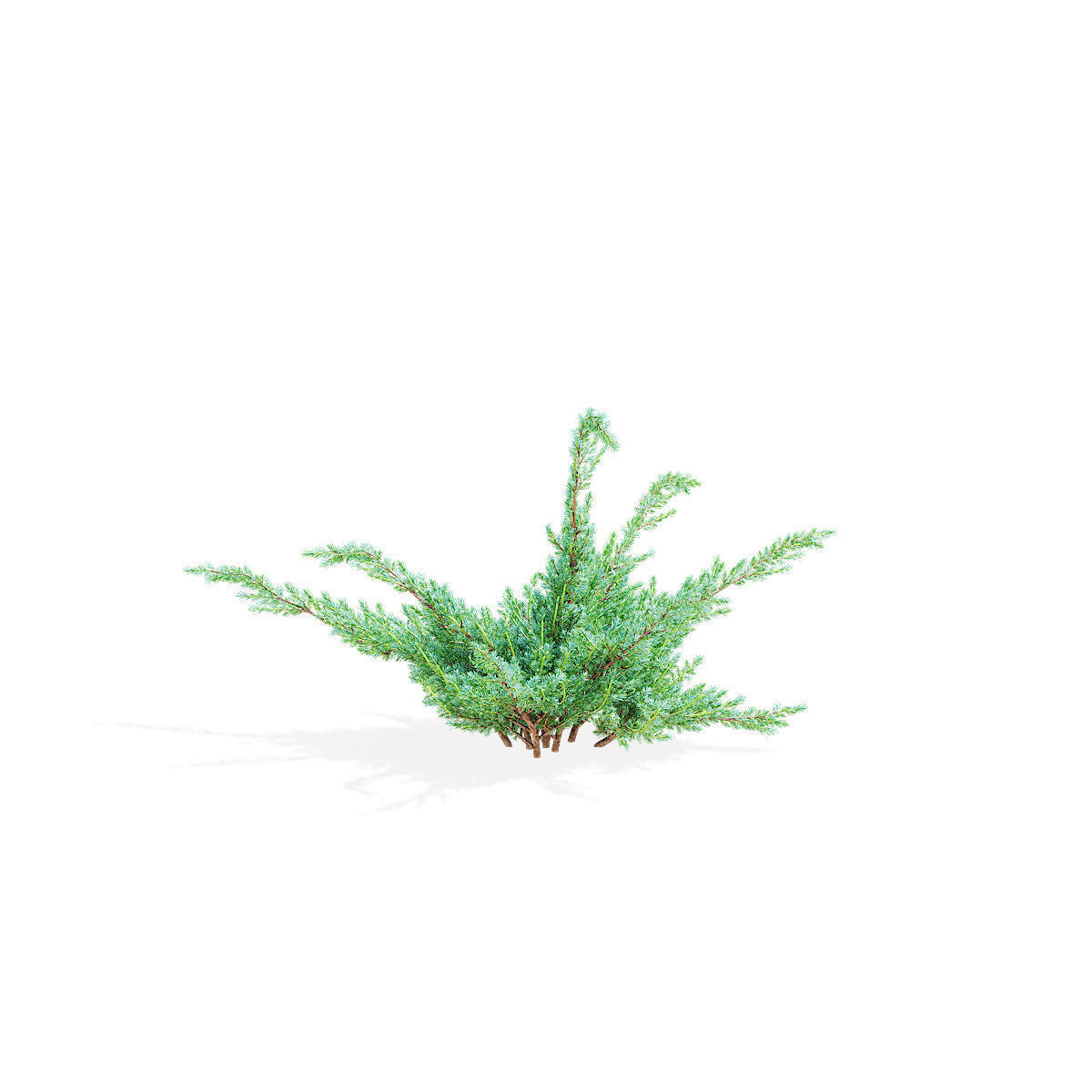 Juniperus squamata bushes 3D model_5