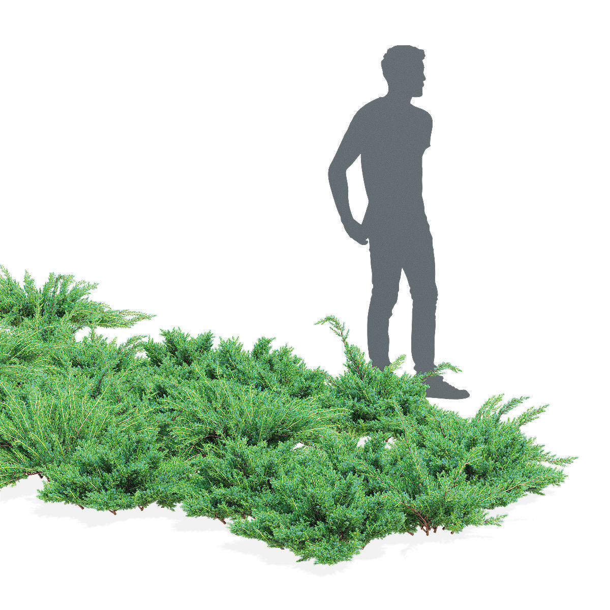 Juniperus squamata bushes 3D model_2