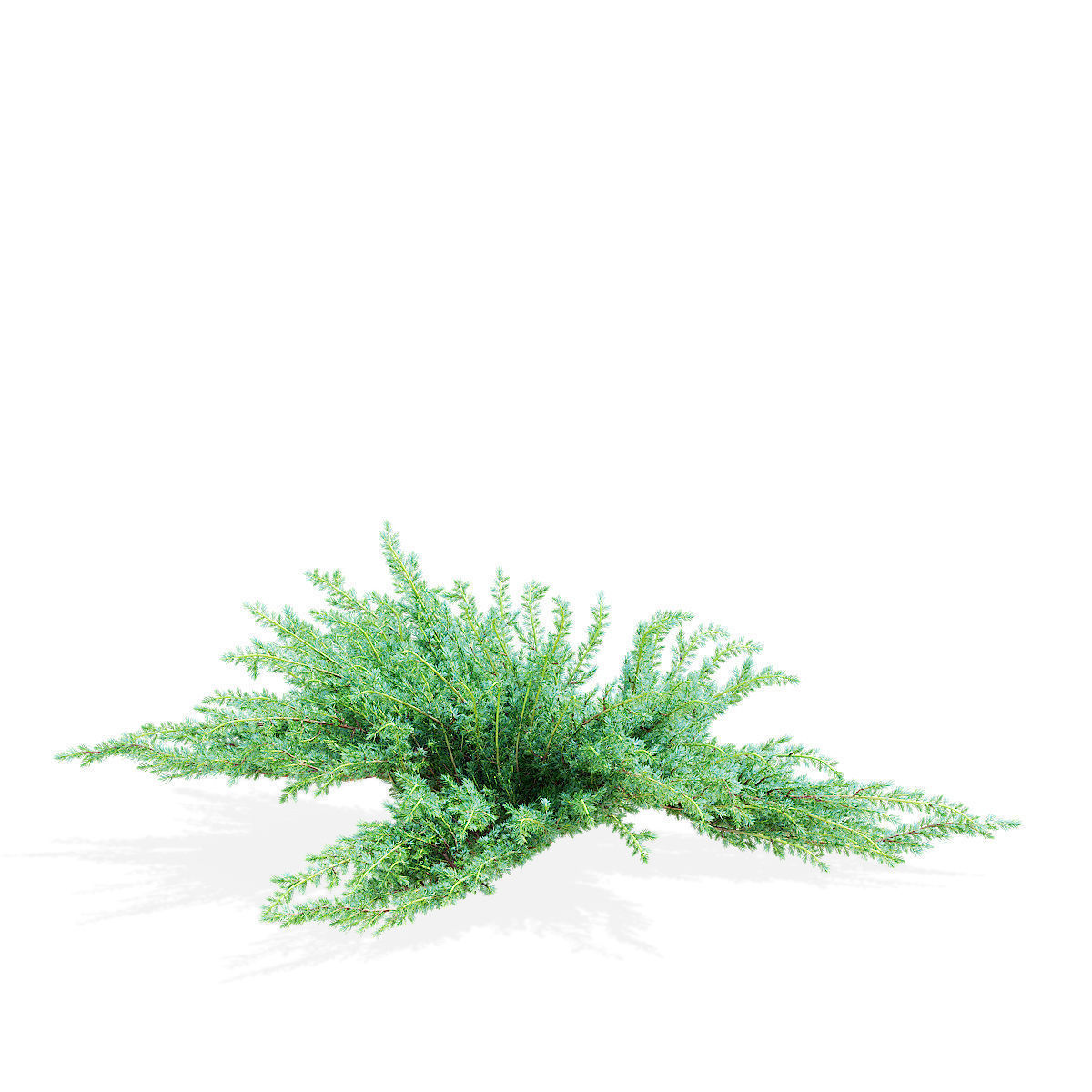 Juniperus squamata bushes 3D model_3