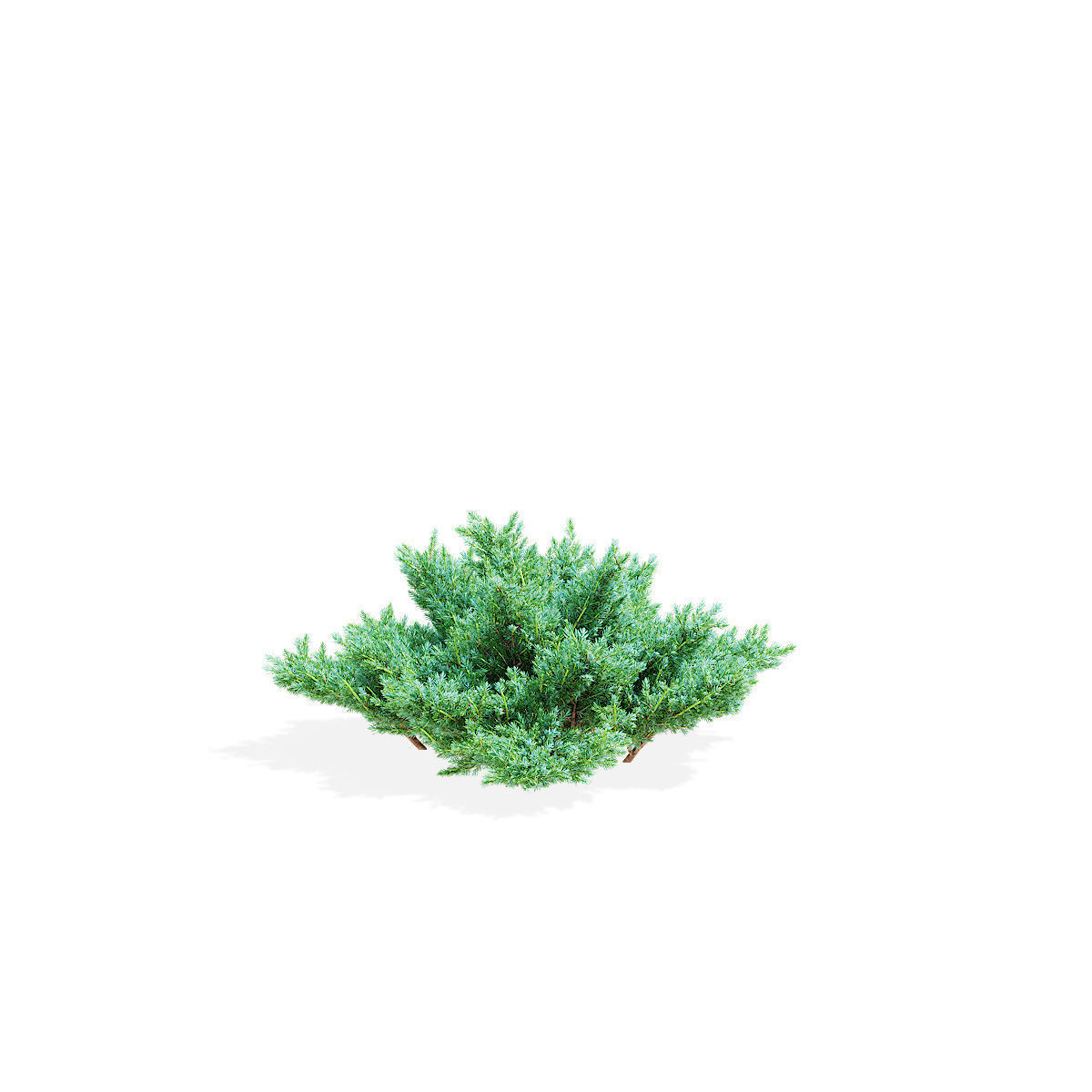 Juniperus squamata bushes 3D model_6
