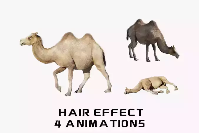 hair effect camel