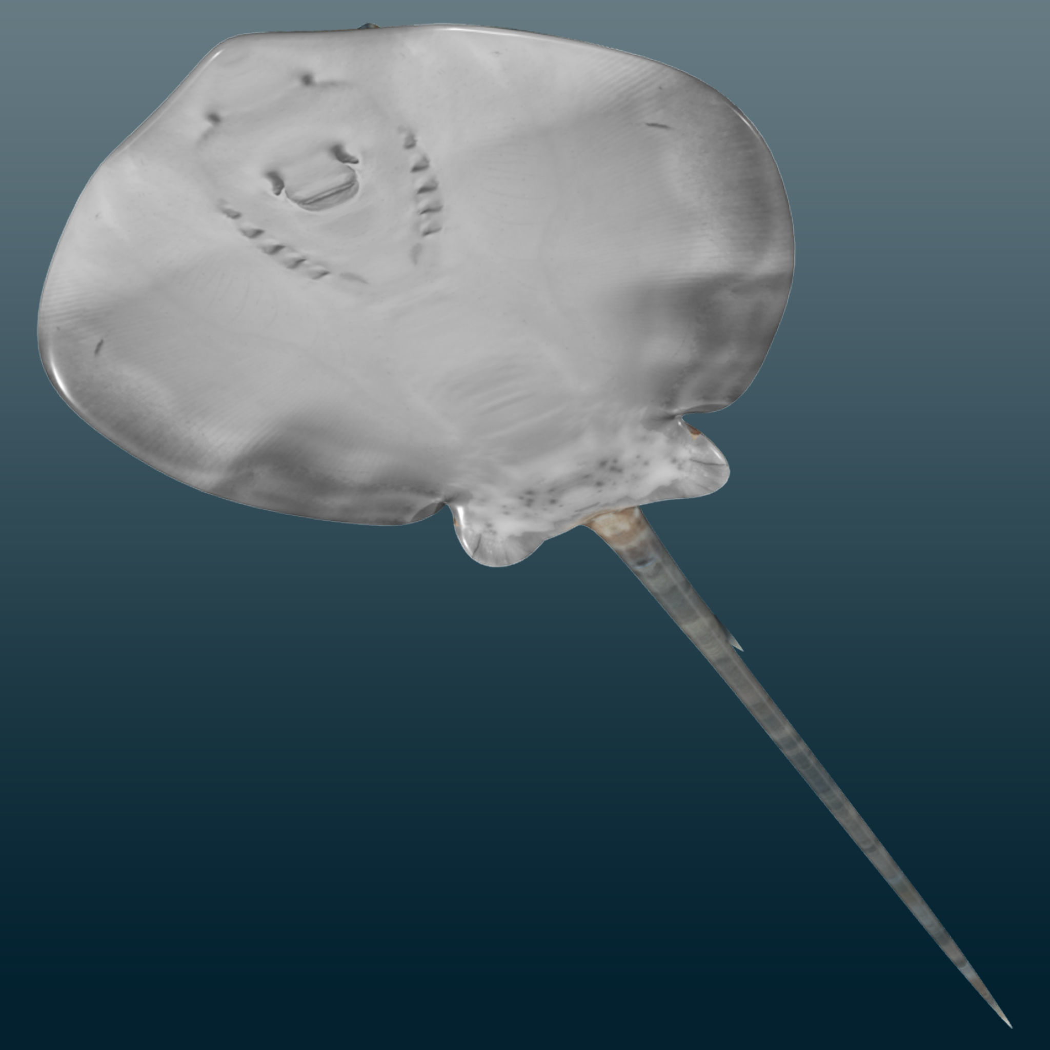 Stingray Fish Rig Low-poly 3D model_3