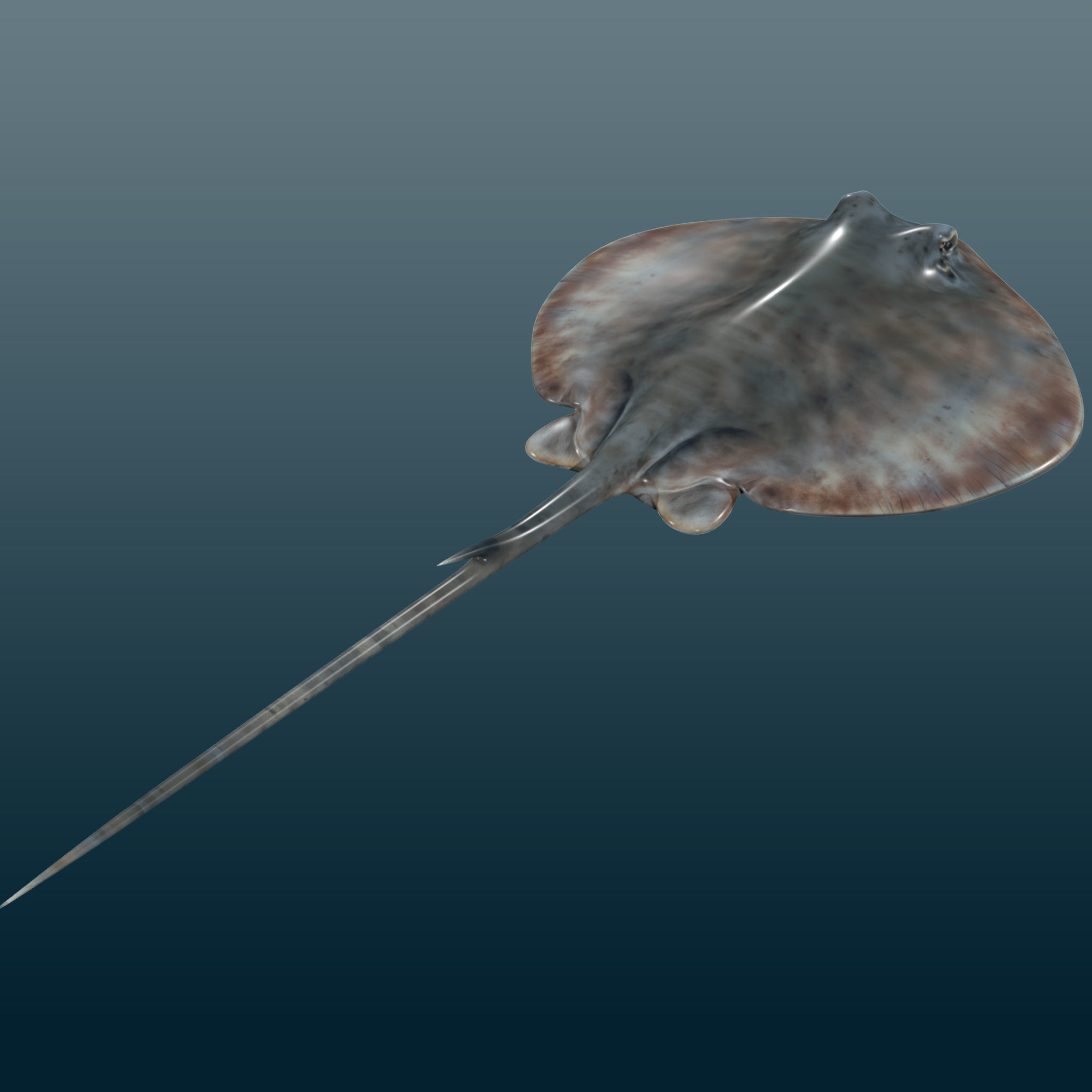Stingray Fish Rig Low-poly 3D model_4