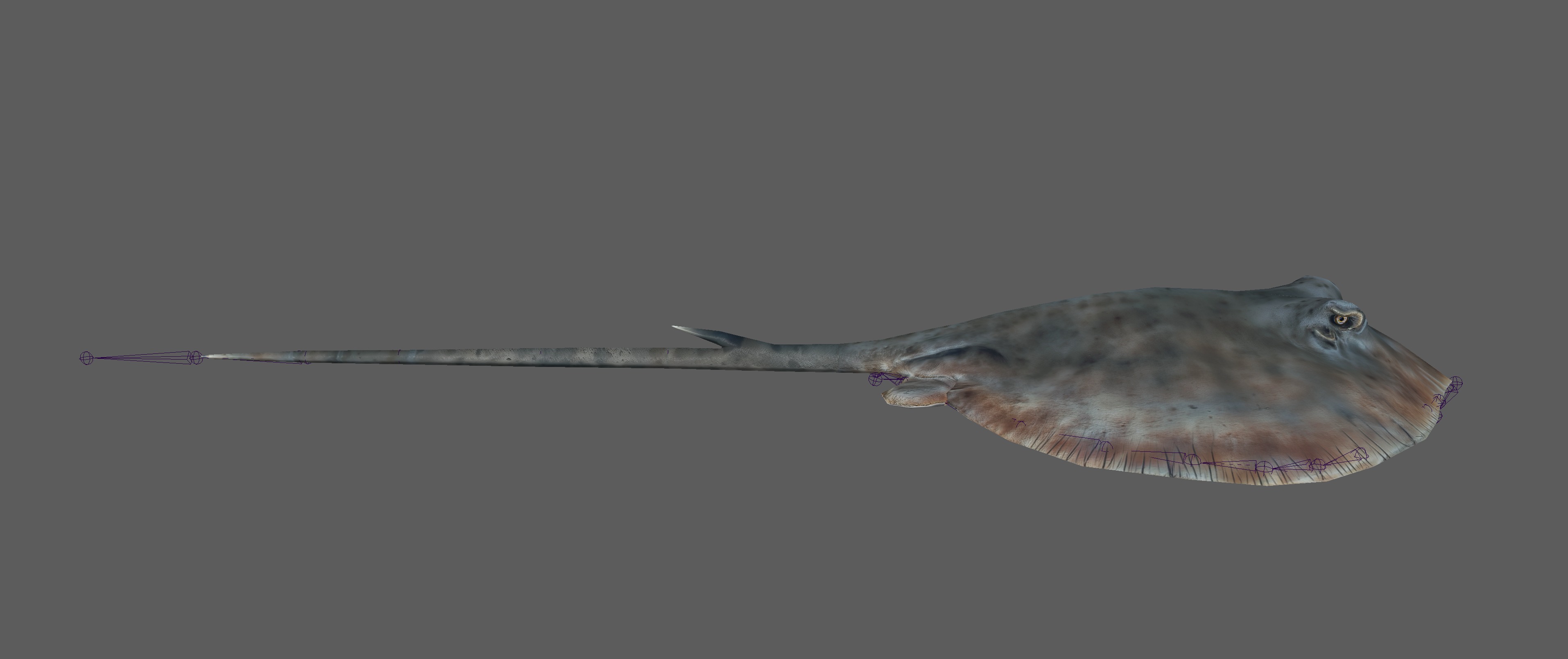 Stingray Fish Rig Low-poly 3D model_15