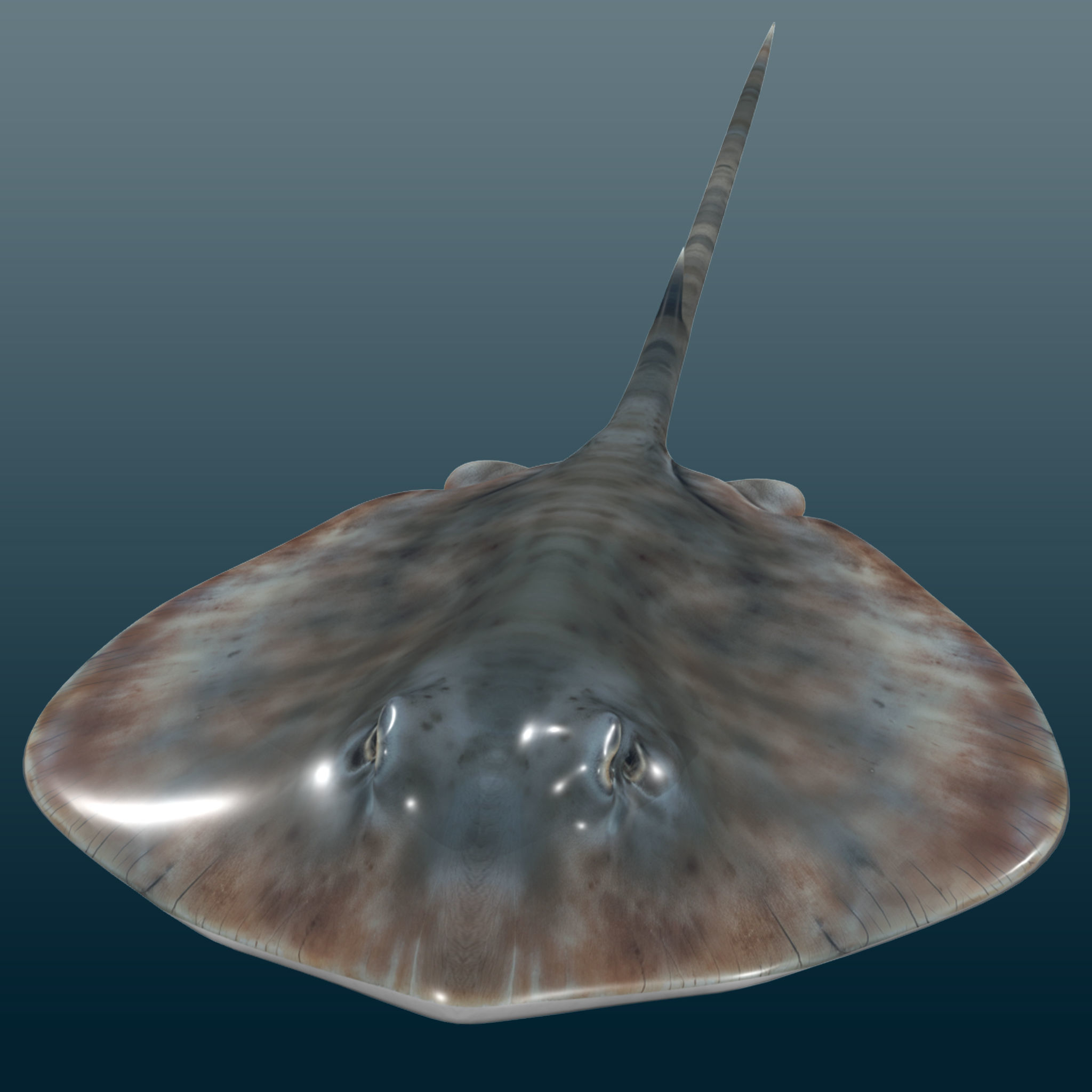 Stingray Fish Rig Low-poly 3D model_6