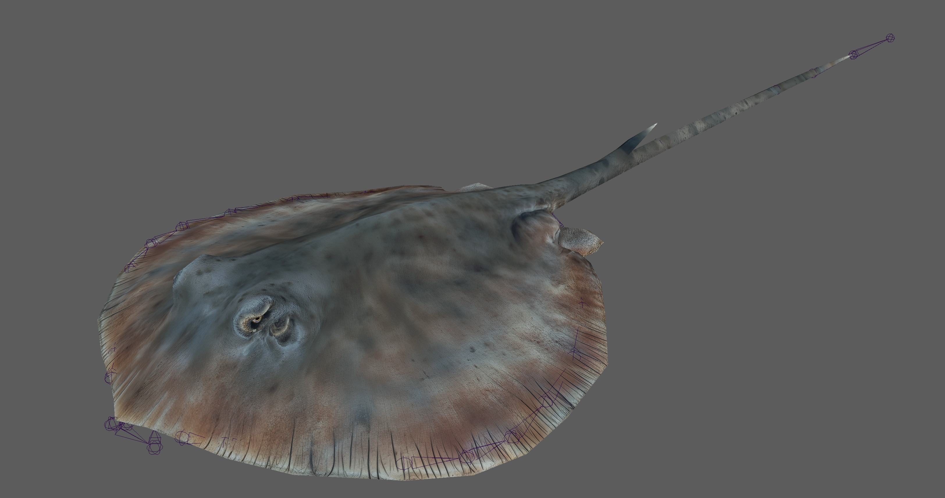 Stingray Fish Rig Low-poly 3D model_7